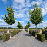 Friedhof Stockstadt am Main